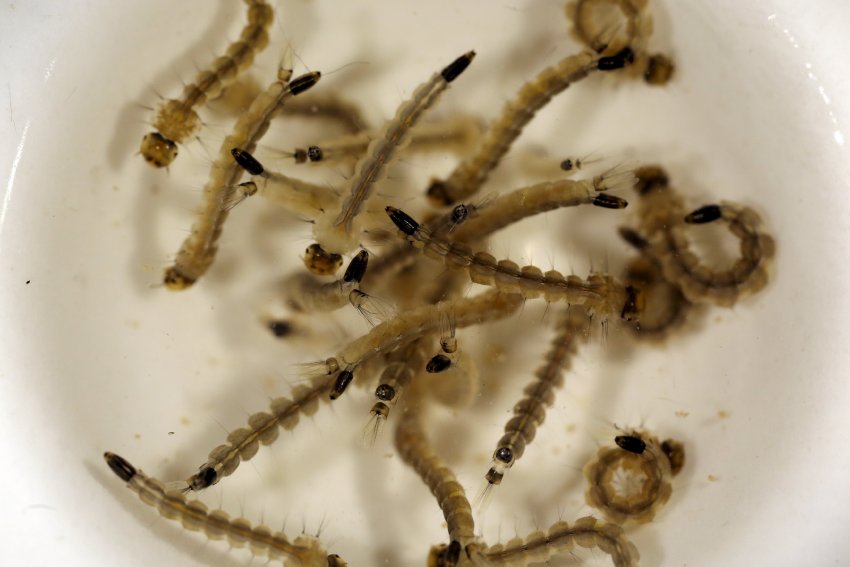 Aedes aegypti larvae inside an Oxitec laboratory in Campinas, Brazil. Oxitec has designed a genetic mutation passed along by male mosquitoes that causes larvae to die before reaching adulthood. Tests with the genetically modified insects have proven promising.