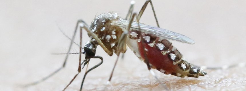The Aedes aegypti has taken over the crown of the world's most dangerous mosquito from the malaria-carrying Anopheles. The Aedes carries diseases such as dengue fever, yellow fever and Zika. Efforts are underway around the world to protect people from the Aedes aegypti and the diseases it transmits.