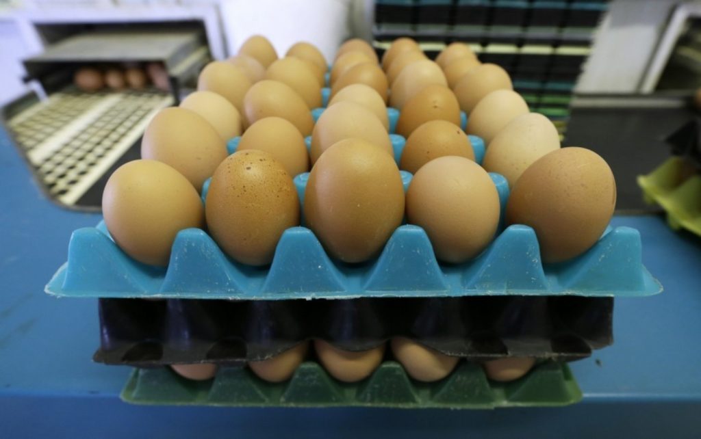  Eggs laid by cage-free chickens at a farm near Waukon, Iowa. (Charlie Neibergall/AP)