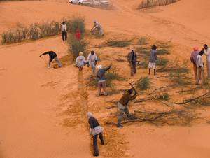 FAO project in Mauritania is a text book case on halting desertification in Africa. Photo: FAO