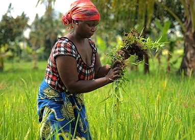 Climate-smart agriculture (CSA) is an approach that helps to guide actions needed to transform and reorient agricultural systems to effectively support development and ensure food security in a changing climate. Photo: FAO