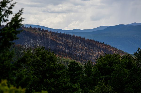 Charred trees outside Nederland, Colo., after a wildfire burned 600 acres in July. Two transient men were charged with starting the blaze when a campfire was not fully extinguished. Nick Cote for The New York Times