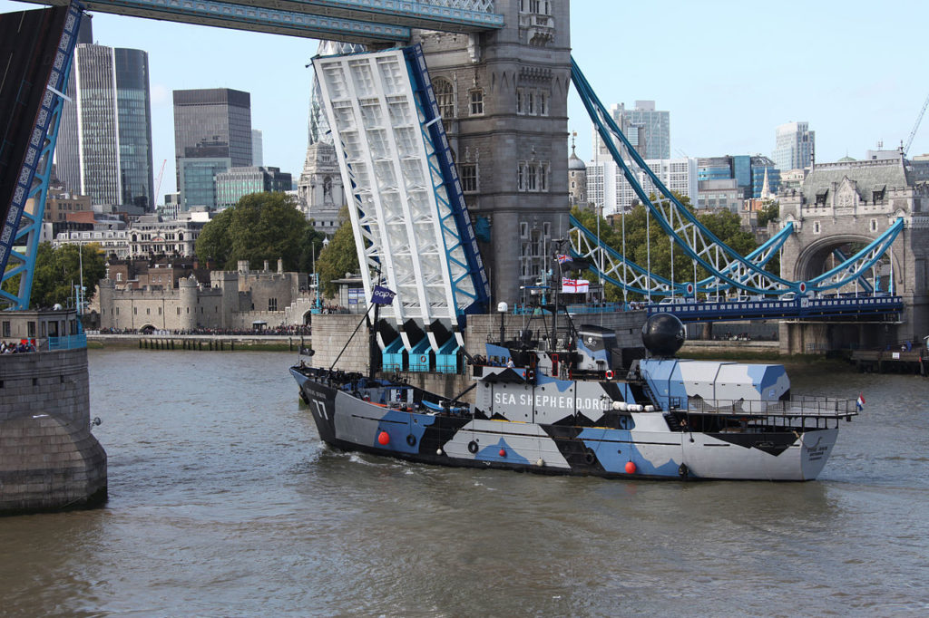 The MY Steve Irwin going up river through Tower Bridge London 12 September 2011. (Wikimedia Commons)