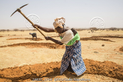 Djibo, Burkina Faso – Planting seeds and seedlings. Credit: ©FAO/Giulio Napolitano
