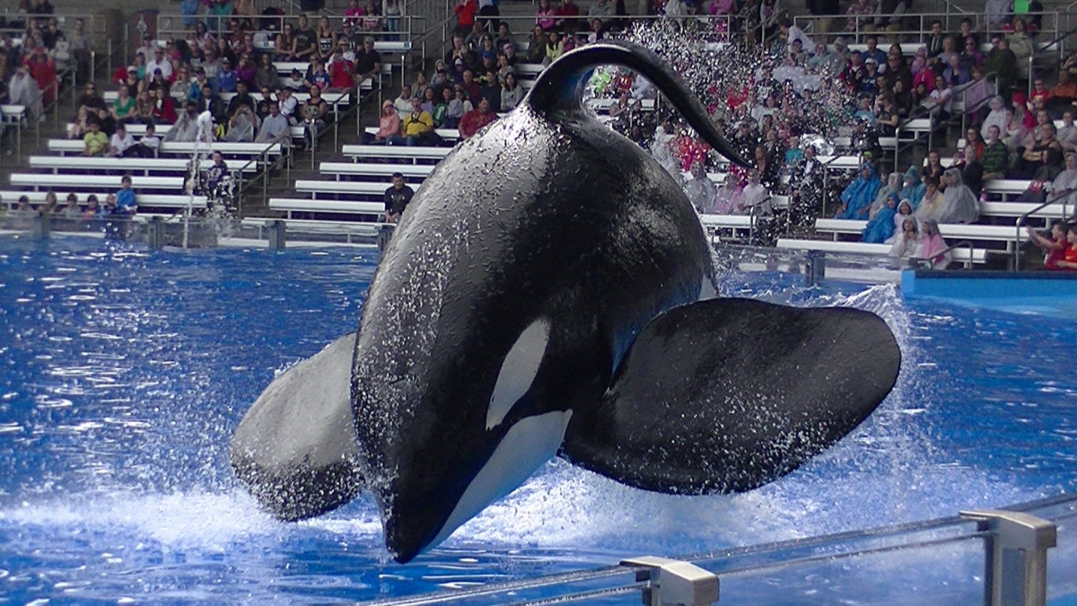 TRANSCEND MEDIA SERVICE » Tilikum and the Fall of SeaWorld
