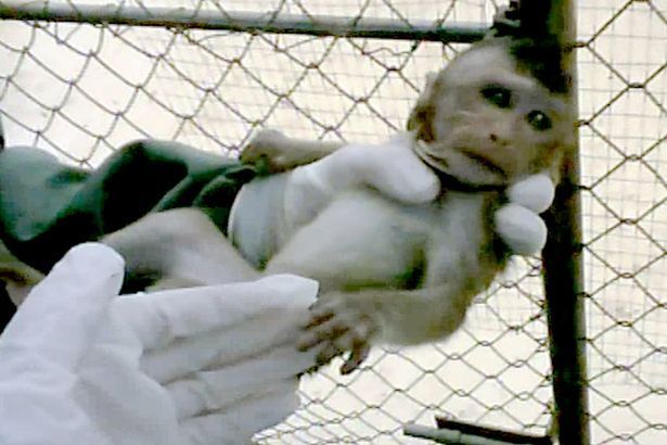 Bebê macaco causa tumulto em julgamento no Paquistão