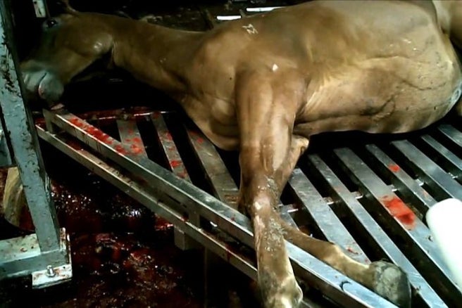 Surto viral mata cavalos na Europa e acende alerta entre criadores