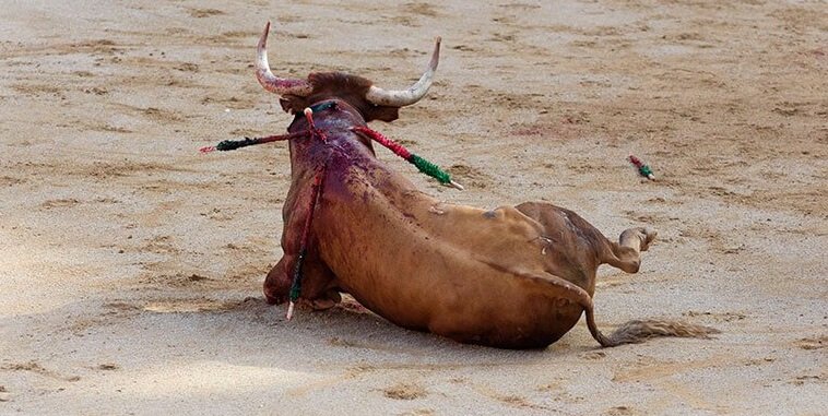 Espanha: Depois do gato por lebre, o boi por touro