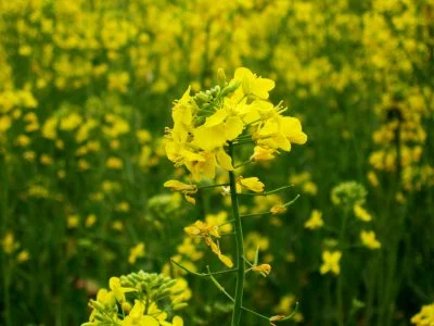 Mustard Plant - Creative Commons